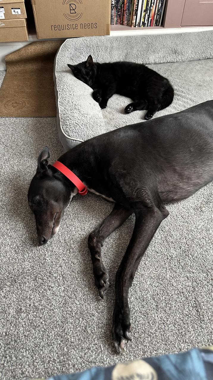 9c B requisite neeDS