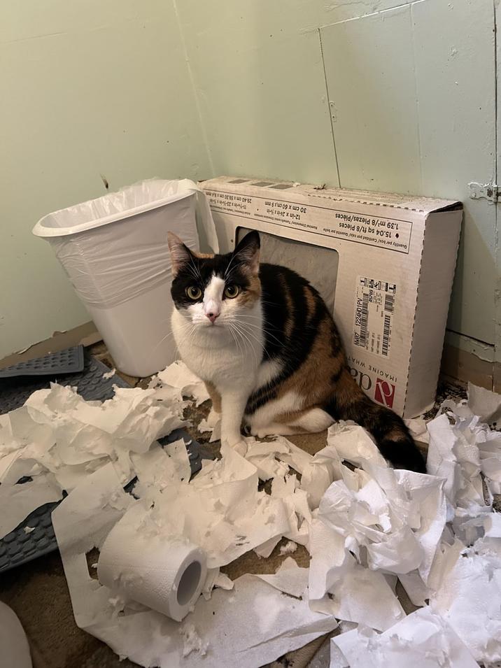 Ca IMAGINE WHAT Quantity per box/ Cantidad por caja/ Quantité par bolte 15.04 sq ft/8 Pieces 1.39 m²/8 Piezas/Pièces Nominal Dimension/ Tamale uni 12-in x 24-inxin 30 cm x 60cmx9mm 11-w-in x 23-in 29.40 cm x 59.30 cm x 4mm