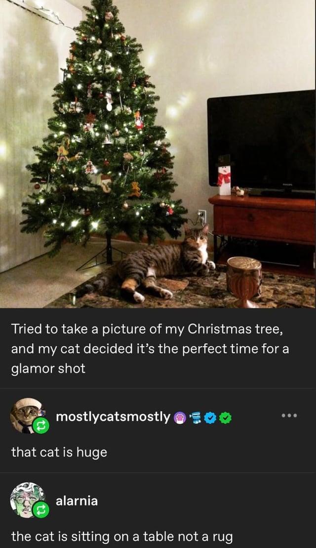 Tried to take a picture of my Christmas tree, and my cat decided it's the perfect time for a glamor shot mostlycatsmostly that cat is huge alarnia the cat is sitting on a table not a rug