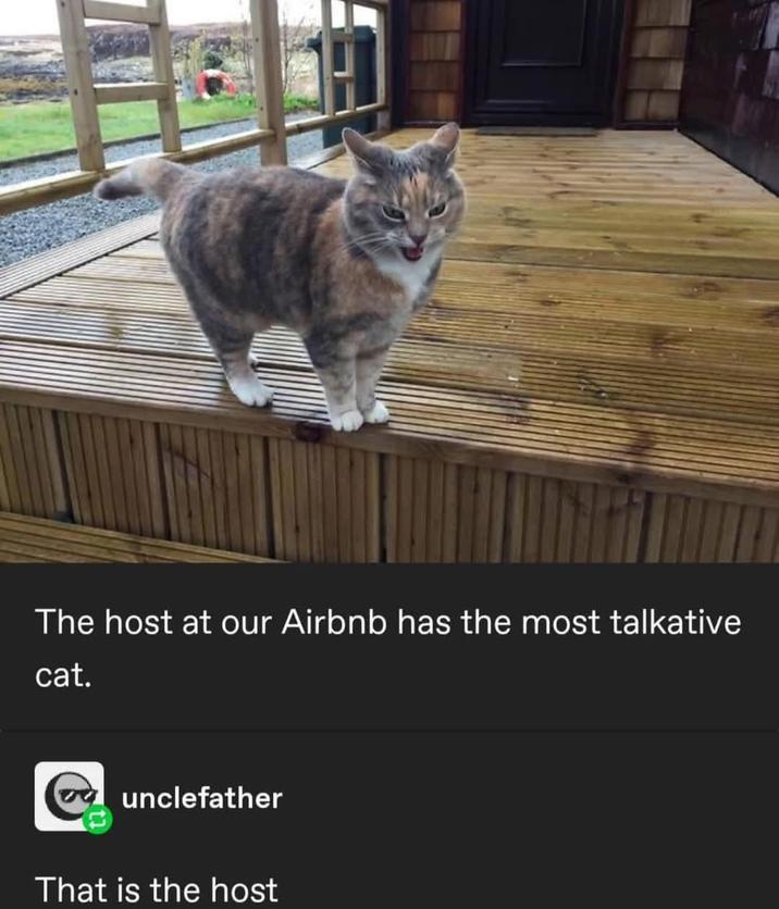 The host at our Airbnb has the most talkative cat. unclefather That is the host