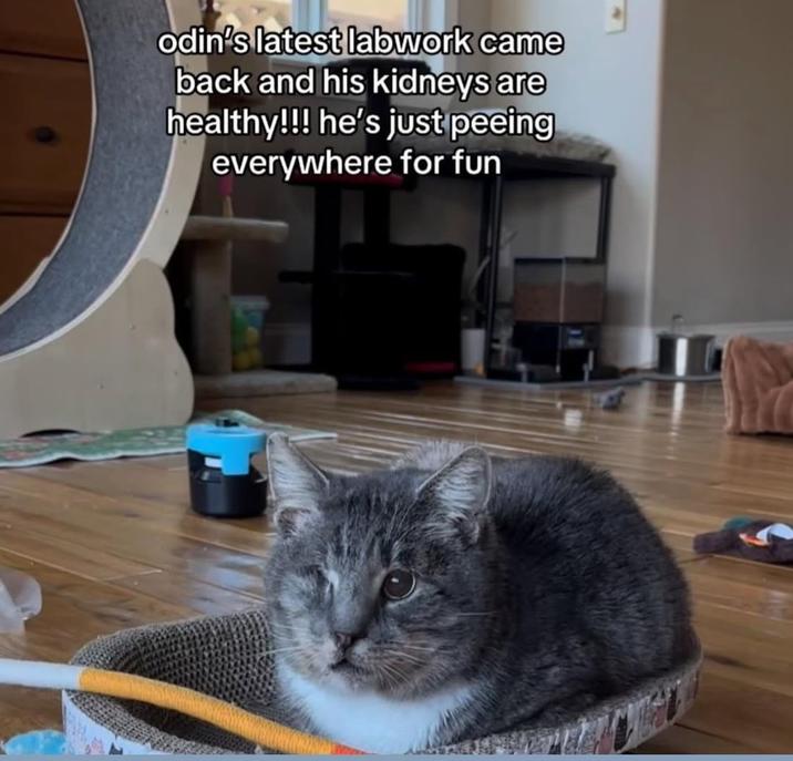 odin's latest labwork came back and his kidneys are healthy!!! he's just peeing everywhere for fun