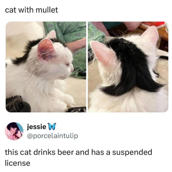 cat with mullet jessie W @porcelaintulip this cat drinks beer and has a suspended license