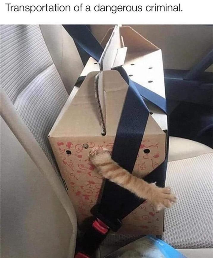 Transportation of a dangerous criminal.