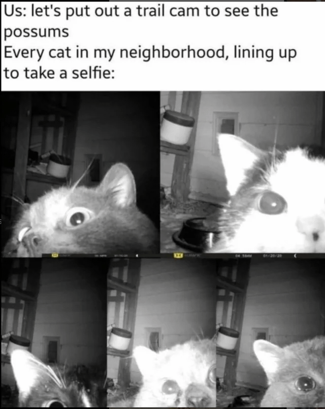 Us: let's put out a trail cam to see the possums Every cat in my neighborhood, lining up to take a selfie: