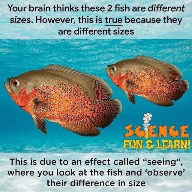 Your brain thinks these 2 fish are different sizes. However, this is true because they are different sizes SCENCE FUN & LEARN! This is due to an effect called "seeing", where you look at the fish and 'observe' their difference in size