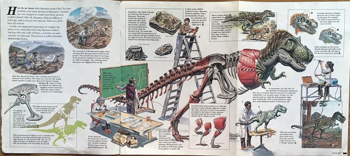 H ow do we know what dinosaurs looked like? You have probably seen many pictures of dinosaurs--but have you ever stopped to wonder how these pictures could be drawn? After all, dinosaurs died out millions of years ago, and no person ever saw one. Bones are all we have left of them. Luckily, scientists have found ways of "reading" the bones to get some idea of the way dinosaurs looked. Starting with only a pile of bones, a scientist can make a picture of a dinosaur. This process is called restoration (res-tuh-ray-shuhn). Sometimes, other kinds of fossils are found near the bones of dinosaurs. These may include the remains of plants and other kinds of animals. By studying these fossils, scientists can tell something about the world in which the dinosaur lived. The fossils that were found with Tyrannosaurus rex tell us that this dinosaur probably lived at the edge of a forest. The trees in the forest looked very much like trees living today. FOSSIL TREE STUMP It takes many skilled workers to put a dinosaur skeleton together. There are hundreds of bones in a skeleton, and each one must be attached in the right place 6. When we know where an animal lived, we are closer to knowing how it looked. Like a tiger, Tyrannosaurus may have lived at the edges of forests and hunted other animals. It might have had stripes like a tiger to keep it FOSSIL LEAVES 6 hidden while it stalked its prey. Scientists sometimes disagree about the way to restore parts of a dinosaur. For example, the skull of Tyrannosaurus has bony ridges over the eyes (circled). B 2 After they dig up the bones, the scientists send them to a museum to be studied. The bones are covered with strong plaster jackets to make sure they aren't harmed during shipping 2. Strips of cloth are dipped into plaster and wrapped around each bone. When the plaster dries, it forms a very hard shell. For example, the hiphones of The shape of some bones can tell us how a dinosaur may have carried its body when it walked or ran. Tyrannosaurus have a hole in the middle (A). The ends of the leg bones were attached to the hips at this place. Above the hole, there is a sturdy ridge of bone B. When Tyrannosaurus walked or ran, it probably held its body in a way that would keep the strong bony ridge directly over the leg bones C. This way, the ridge would give the hipbones extra strength to take the pounding of the feet hitting the ground. The restoration of all dinosaurs begins when scientists find dinosaur bones buried in the ground. These fossil bones have been lying in the ground for millions of years, and they are often very fragile. The scientists must take great care digging them out 1. RESTING 3 When the bones have been repaired, scientists try to see where each bone fits in the skeleton 5. WALKING OR RUNNING At the museum, the bones are removed from the plaster jackets and carefully repaired. Broken bones must be glued back together 3. RES FOSSIL MAMMAL SKULL PLASTER It is very rare for a complete dinosaur skeleton to be found. Most of the time, there are bones missing. Missing bones can be replaced with bones made from plaster or plastic 4. Scientists study living animals to see what the muscles of extinct animals might have looked like. Often, the bones of some living animals are similar to the bones of extinct animals. And this means that the muscles of the animals may be similar as well. CROCODILE BIRD TYRANNOSAURUS 7 In museums, you will only see the skeletons of dinosaurs displayed. But once you know what the muscles of a dinosaur looked like, you can put a layer of skin over the muscles and see what the living animal might have looked like. This is what artists do when they make finished models of dinosaurs ⑦. When the scientists and artists have done their work, they have turned a pile of bones into a "living" animal 8. Some scientists say this means that the dinosaur had rather large crests on its face A. But others feel that the crests were small B. 8 FOLD OUT