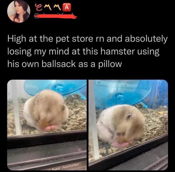 EMMA @ High at the pet store rn and absolutely losing my mind at this hamster using his own b------- as a pillow hair hamster