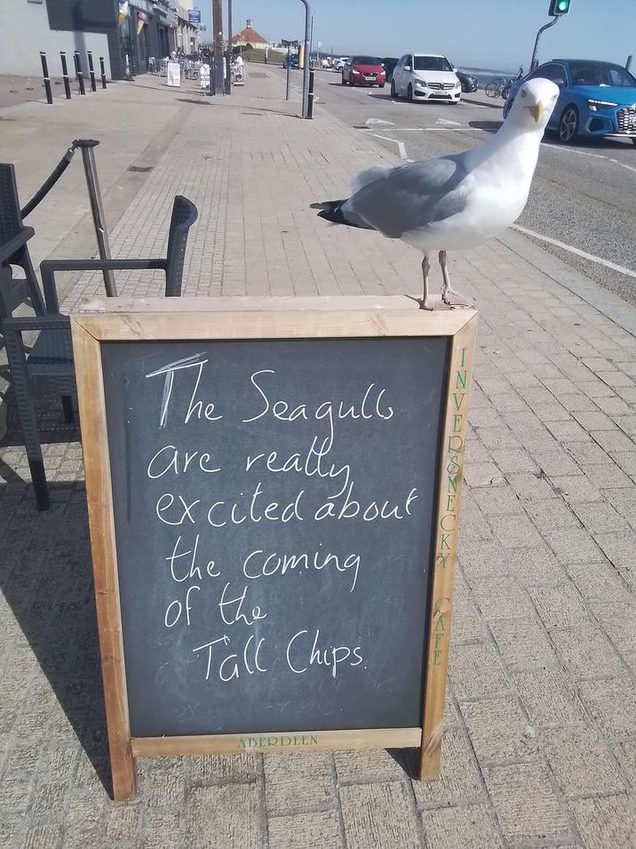 The Seagull are really excited about the coming of the Tall Chips E K N ABERDEEN
