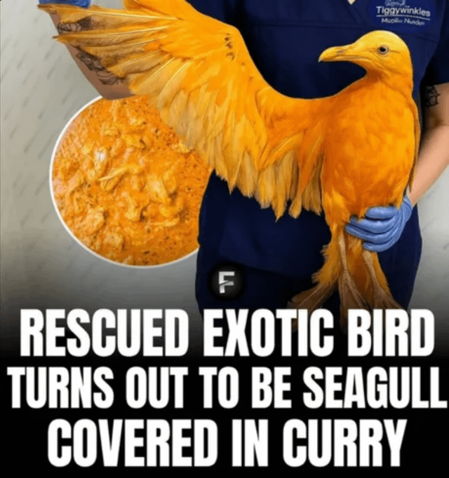 Tiggywinkles Muci Nunden LL F RESCUED EXOTIC BIRD TURNS OUT TO BE SEAGULL COVERED IN CURRY