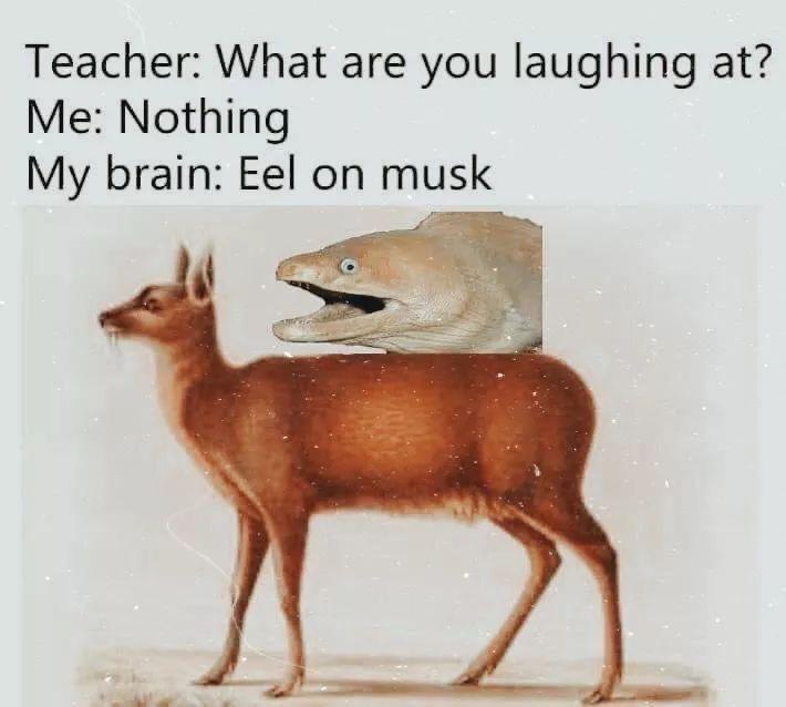 Teacher: What are you laughing at? Me: Nothing My brain: Eel on musk