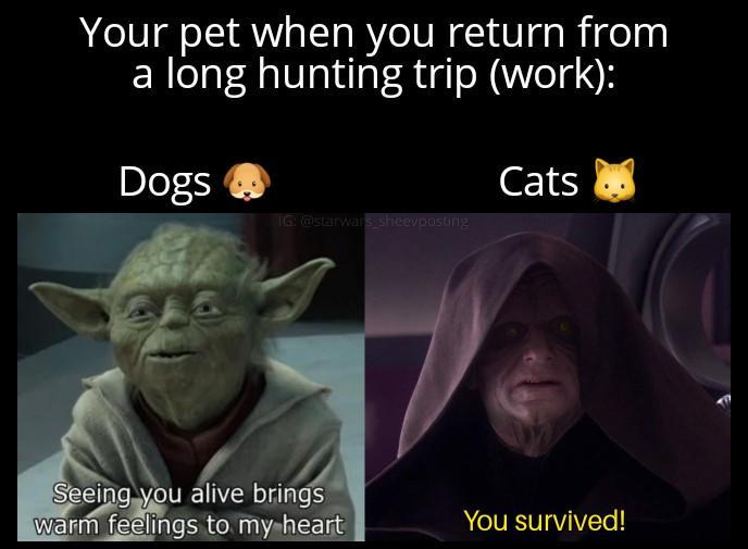 Your pet when you return from a long hunting trip (work): Dogs 16: @starwars sheevposung Cats Seeing you alive brings warm feelings to my heart You survived!