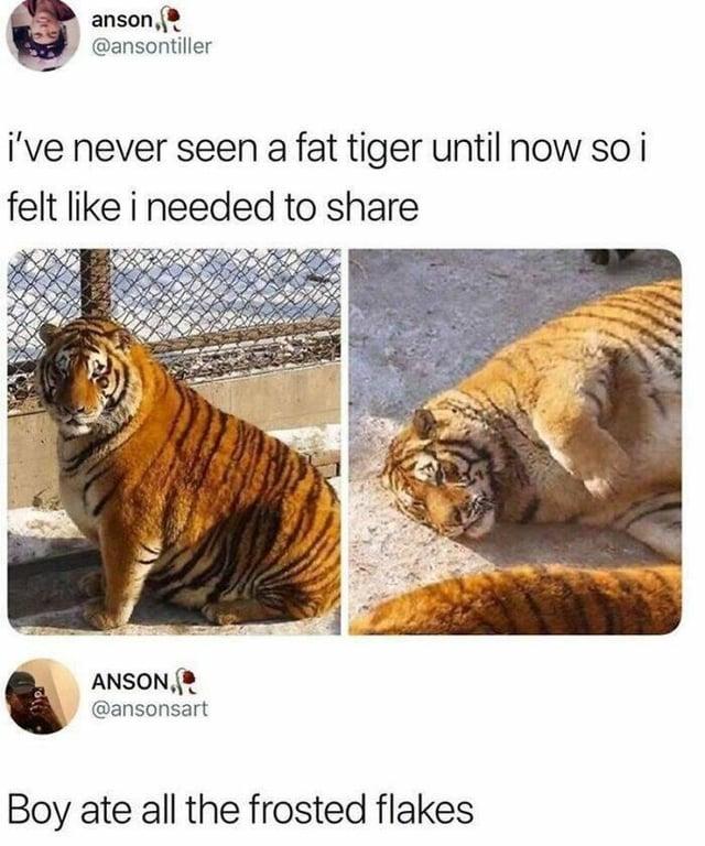 anson, @ansontiller i've never seen a fat tiger until now so i felt like i needed to share ANSON, @ansonsart Boy ate all the frosted flakes