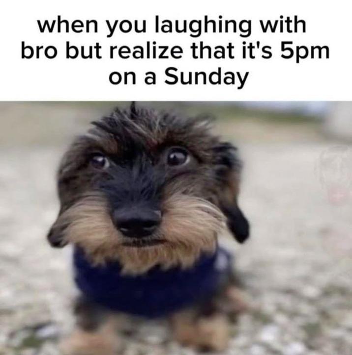 when you laughing with bro but realize that it's 5pm on a Sunday Dog A meme captioned, "when you laughing with bro but realize that it's 5pm on a Sunday." The meme uses an image of a terrier dog.