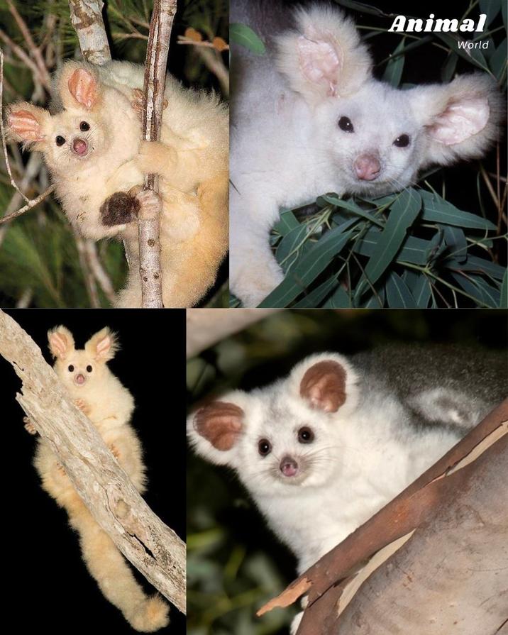 Animal World