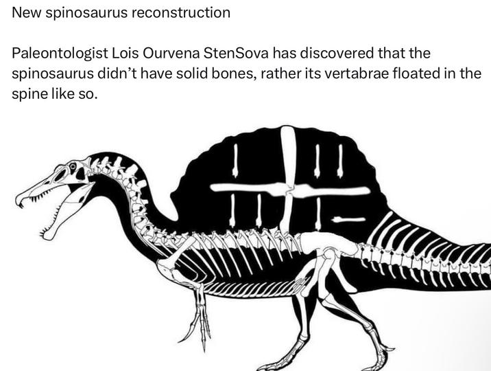 New spinosaurus reconstruction Paleontologist Lois Ourvena StenSova has discovered that the spinosaurus didn't have solid bones, rather its vertabrae floated in the spine like so.