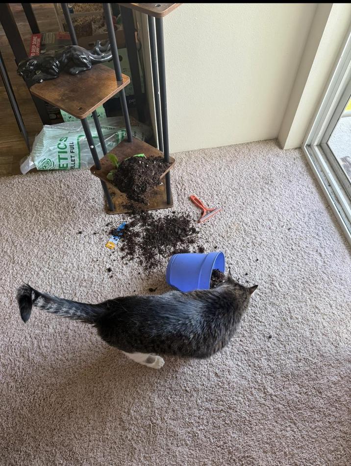 ETICS ELLET FUEL 10 DEEP DOME LAMP FIXTURE