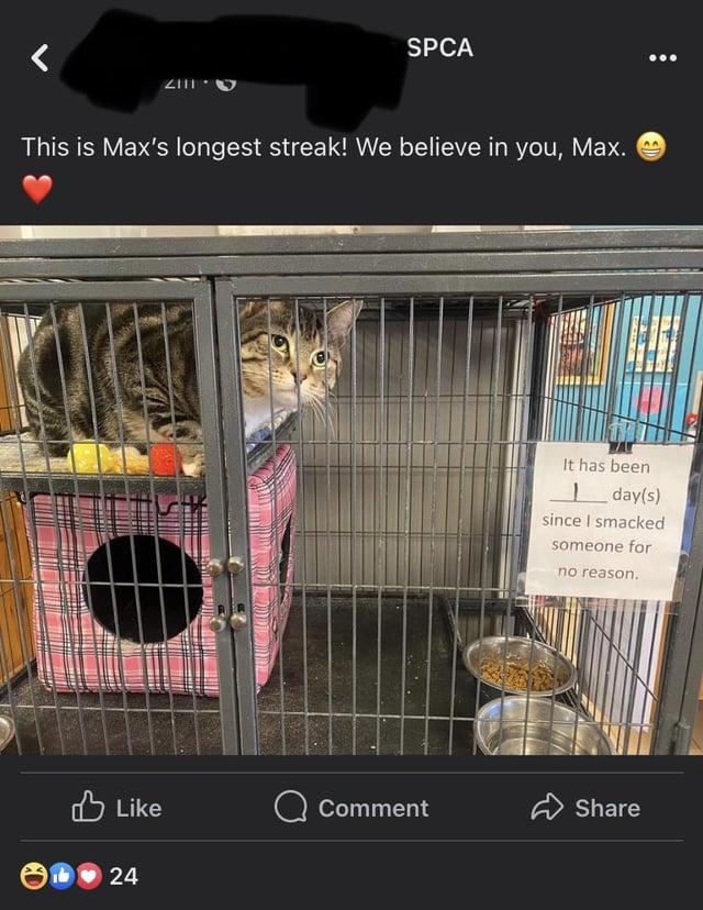 2011- SPCA This is Max's longest streak! We believe in you, Max. It has been day(s) 1 since I smacked someone for no reason. Like Comment Share 24