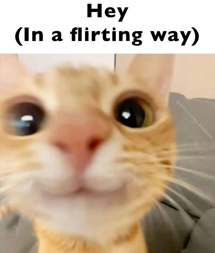 Hey (In a flirting way) @wholesome.beancat