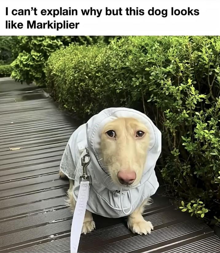 I can't explain why but this dog looks like Markiplier