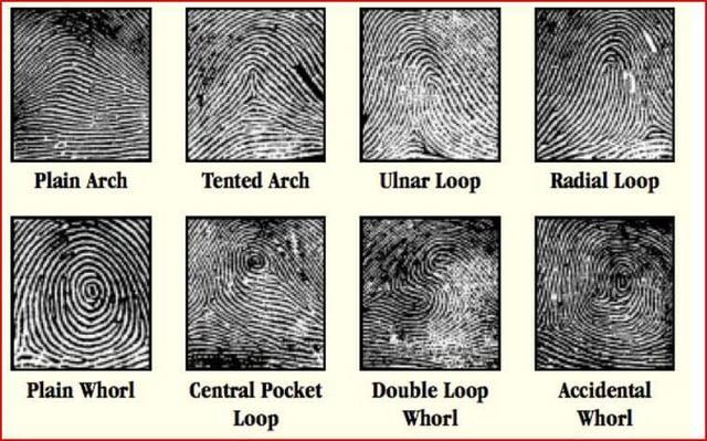 Plain Arch Tented Arch Ulnar Loop Radial Loop Plain Whorl Central Pocket Loop Double Loop Whorl Accidental Whorl