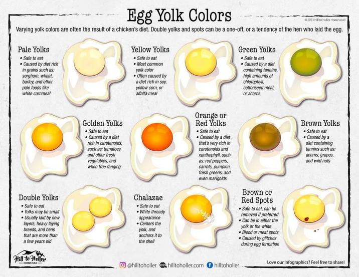 Egg Yolk Colors © 2023 Hill to Holler Homestead Varying yolk colors are often the result of a chicken's diet. Double yolks and spots can be a one-off, or a tendency of the hen who laid the egg. Pale Yolks • Safe to eat Caused by diet rich in grains such as: sorghum, wheat, barley, and other pale foods like white cornmeal Yellow Yolks • Safe to eat • Most common yolk color • Often caused by a diet rich in soy, yellow corn, or alfalfa meal Green Yolks • Safe to eat • Caused by a diet containing tannins, high amounts of chlorophyll, cottonseed meal, or acorns Double Yolks Safe to eat Yolks may be small Usually laid by new layers, heavy laying breeds, and hens that are more than a few years old Golden Yolks • Safe to eat • Caused by a diet rich in carotenoids, such as: tomatoes and other fresh vegetables, and when free ranging Chalazae Safe to eat • White thready appearance •Centers the yolk, and anchors it to the shell Orange or Red Yolks • Safe to eat • Caused by a diet that's very rich in carotenoids and xanthophyll, such as: red peppers, carrots, pumpkin, fresh greens, and even marigolds Brown or Red Spots • Safe to eat, can be removed if preferred • Can be in either the yolk or the white Blood or meat spots Caused by glitches during egg formation Brown Yolks Safe to eat •Caused by a diet containing tannins such as: acorns, grapes, and wild nuts Hill to Holler HOMESTEAD- @hilltoholler (www) hilltoholler.com hilltoholler Love our infographics? Feel free to share!