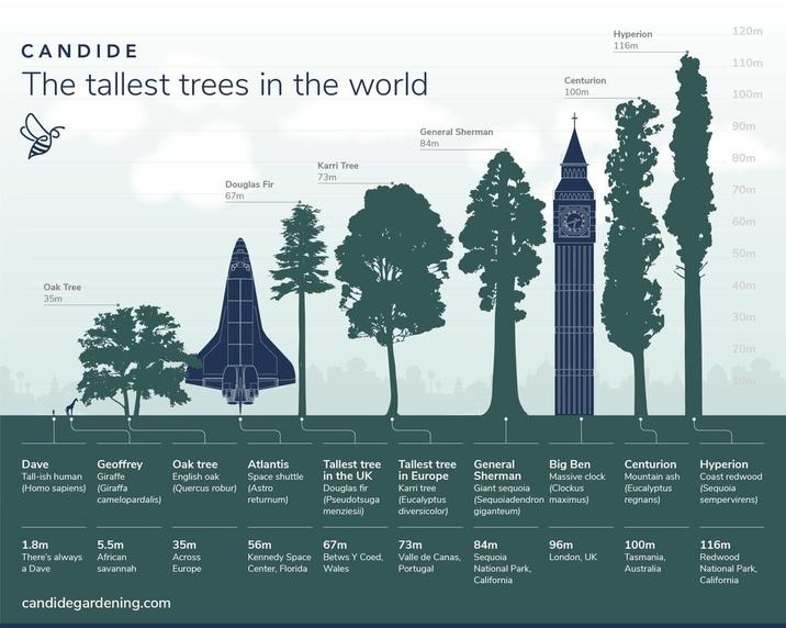 CANDIDE The tallest trees in the world Oak Tree 35m Karri Tree 73m Douglas Fir 67m Dave Geoffrey Tall-ish human Giraffe Oak tree English oak (Quercus robur) camelopardalis) Atlantis Space shuttle (Astro returnum) Tallest tree in the UK General Sherman 84m Centurion 100m Douglas fir (Pseudotsuga menziesii) Tallest tree in Europe Karri tree (Eucalyptus diversicolor) General Sherman Big Ben Massive clock Giant sequoia (Clockus (Sequoiadendron maximus) giganteum) 1.8m 5.5m 35m 56m 67m There's always African Across a Dave savannah Europe Kennedy Space Center, Florida candidegardening.com 73m Betws Y Coed, Valle de Canas, Wales Portugal Hyperion 120m 116m 110m 100m 90m 80m 70m 60m 50m 40m 30m 20m 10m Centurion Mountain ash (Eucalyptus regnans) Hyperion Coast redwood (Sequoia sempervirens) 84m 96m 100m Sequoia London, UK National Park, California Tasmania, Australia 116m Redwood National Park, California