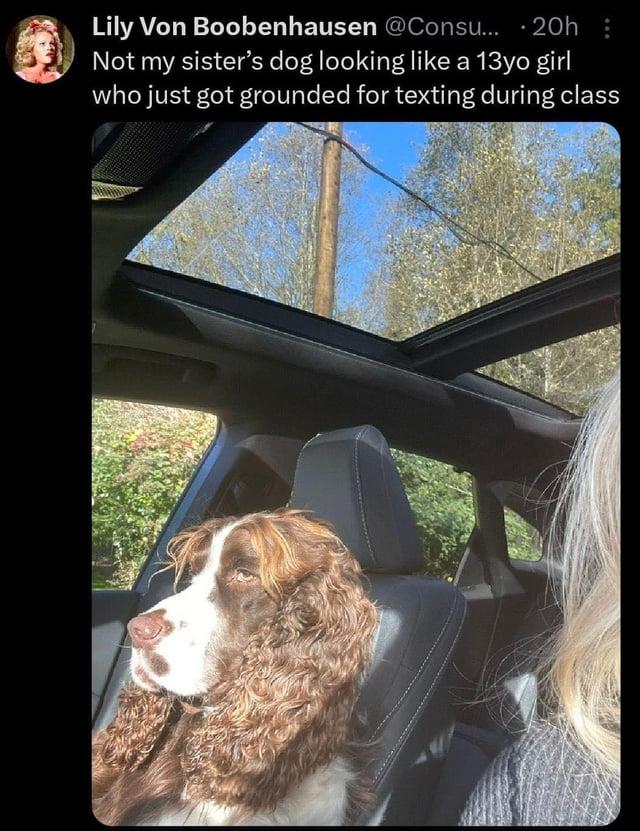 Lily Von Boobenhausen @Consu... 20h : Not my sister's dog looking like a 13yo girl who just got grounded for texting during class