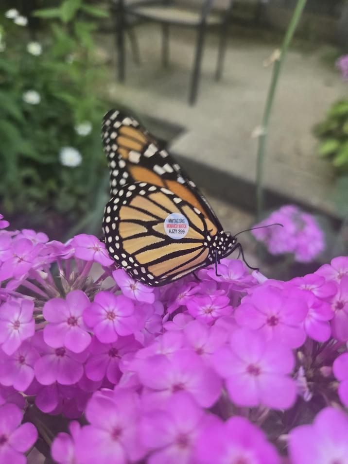 MITAGORG MONARCH WATCH AJZY 259