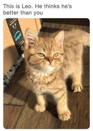 This is Leo. He thinks he's better than you