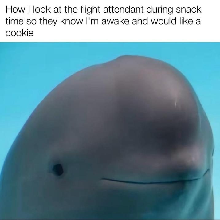 How I look at the flight attendant during snack time so they know I'm awake and would like a cookie