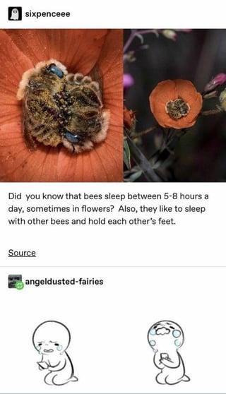 sixpenceee Did you know that bees sleep between 5-8 hours a day, sometimes in flowers? Also, they like to sleep with other bees and hold each other's feet. Source angeldusted-fairies