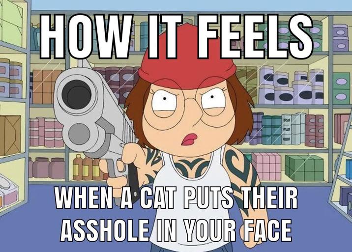 HOW IT FEELS! WHEN A CAT PUTS THEIR A------ IN YOUR FACE