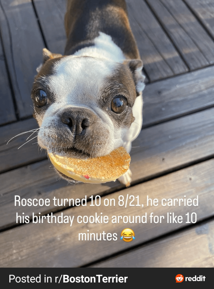 Roscoe turned 10 on 8/21, he carried his birthday cookie around for like 10 minutes Posted in r/Boston Terrier →reddit