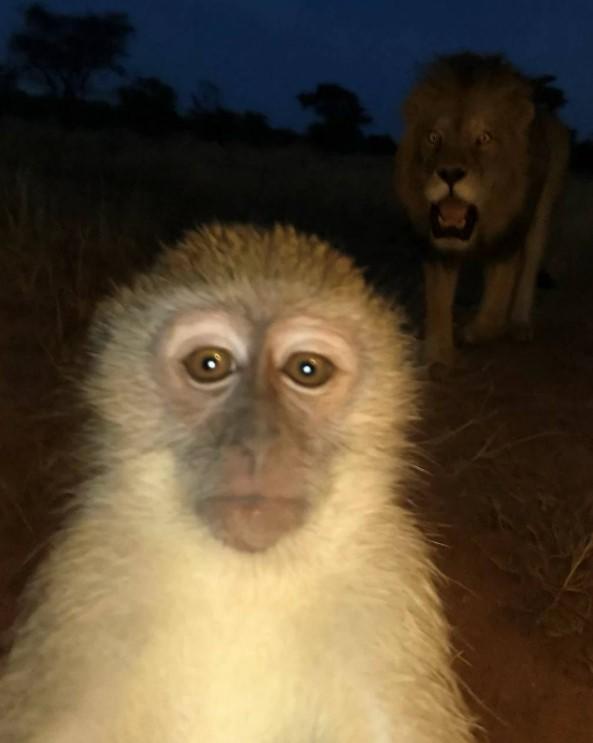 Monkey With Lion Behind It An image of a monkey with a lion approaching it from behind. The monkey is unaware that he is cooked.