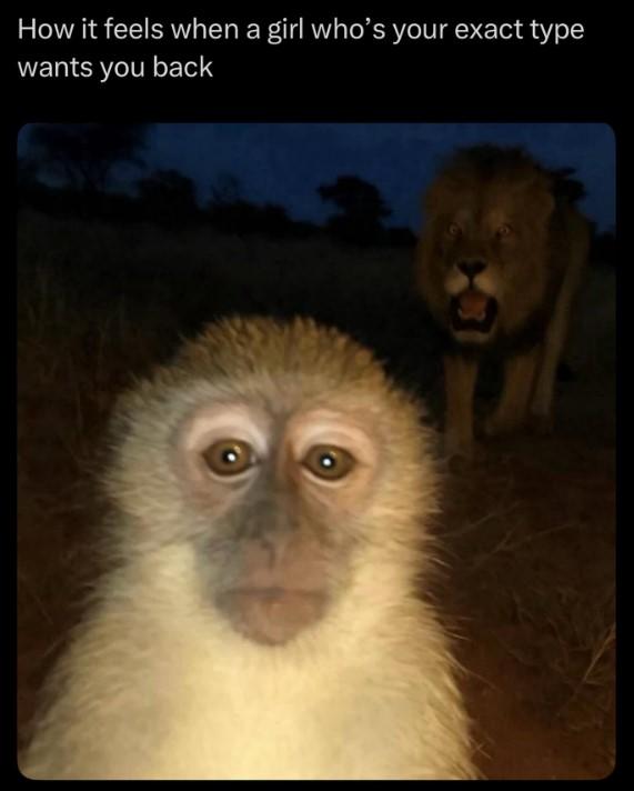 how it feels when ur exact type wants u back A meme reading, "how it feels when ur exact type wants u back. The meme uses an image of a monkey and lion.