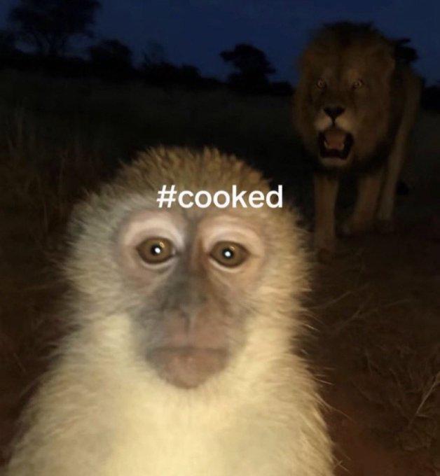 Monkey Is #Cooked An image of a monkey with a lion approaching it from behind. The image is hashtagged "#cooked."