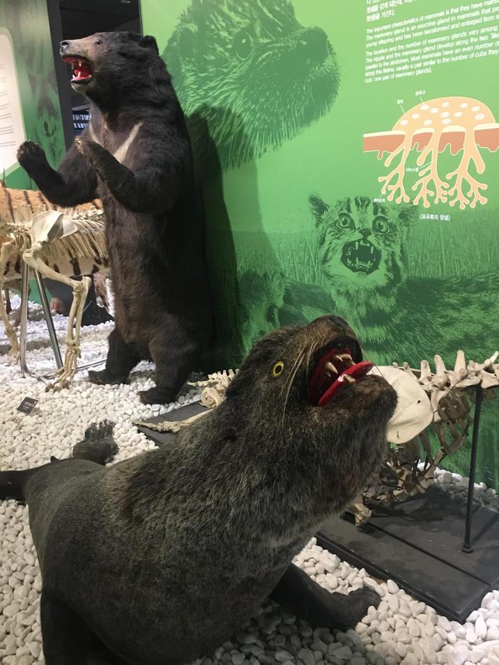 젖샘을 갖게 되는데 젖샘)을 가진다. TAME The important characteristics of mammals is that they have ma The mammary gland is an exocrine gland in mammals that pr young offspring and has been transformed and enlarged from s The location and the number of mammary glands vary among The and the mammary gland develop along the two e paralel to the abdomen, Most mammals have an even number d along this Beline, usually a pair similar to the number of cubs they cub: one pair of mammary glands) ΤΟ 시누스 유두구 <포유류의 젖샘>