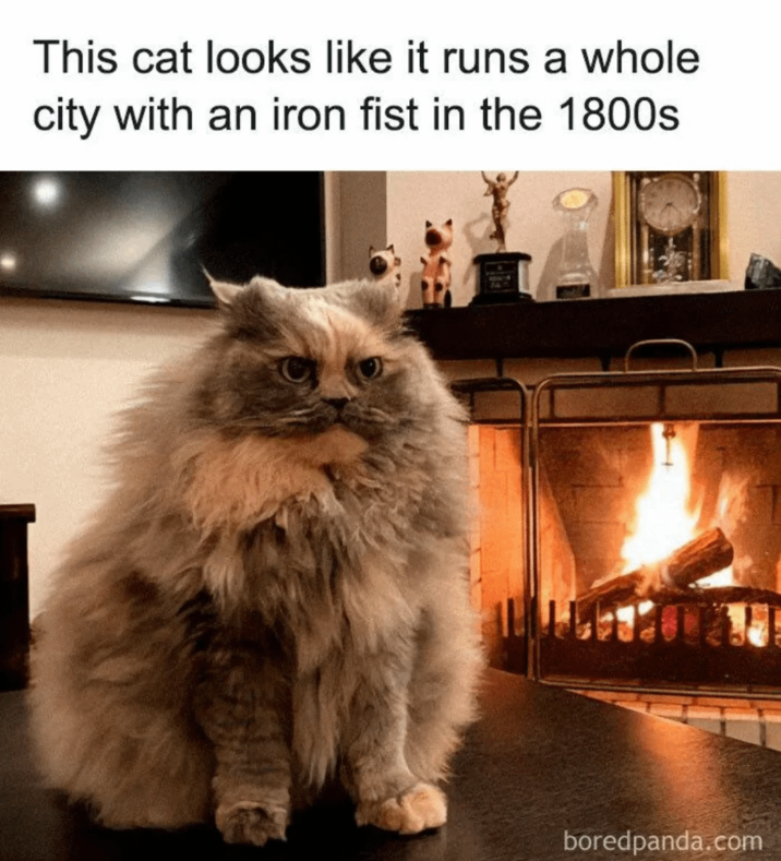 This cat looks like it runs a whole city with an iron fist in the 1800s boredpanda.com