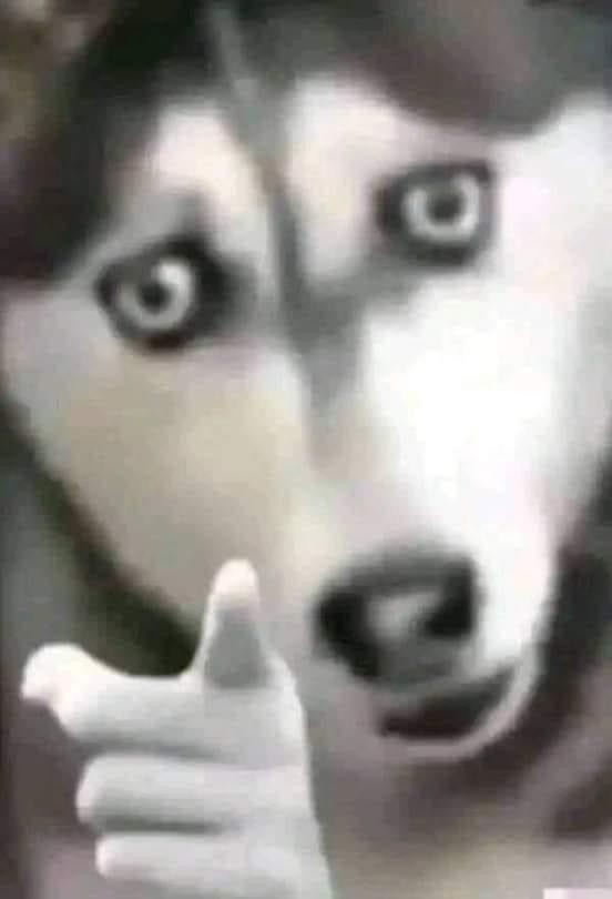 A reaction image of a husky with a human hand pointing forward.