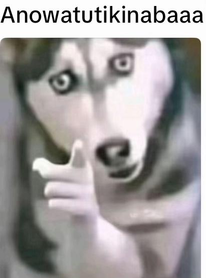 A version of the husky pointing meme. The meme reads "Anowatutikinabaaa."