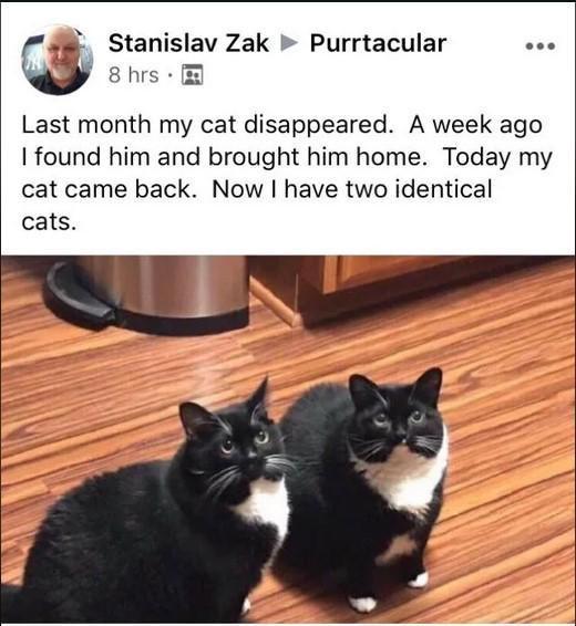 Stanislav Zak Purrtacular 8 hrs. Last month my cat disappeared. A week ago I found him and brought him home. Today my cat came back. Now I have two identical cats.