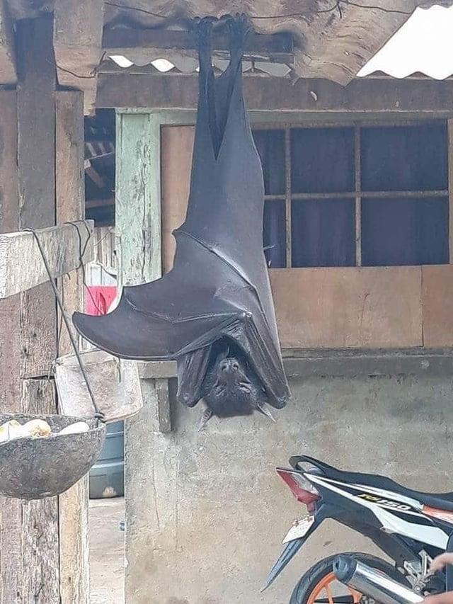 BISO