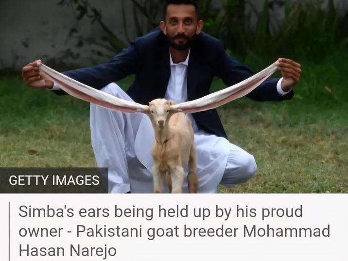 GETTY IMAGES Simba's ears being held up by his proud owner - Pakistani goat breeder Mohammad Hasan Narejo