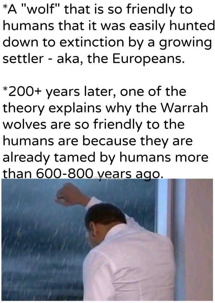*A "wolf" that is so friendly to humans that it was easily hunted down to extinction by a growing settler - aka, the Europeans. *200+ years later, one of the theory explains why the Warrah wolves are so friendly to the humans are because they are already tamed by humans more than 600-800 years ago. u/khandlerpartesar