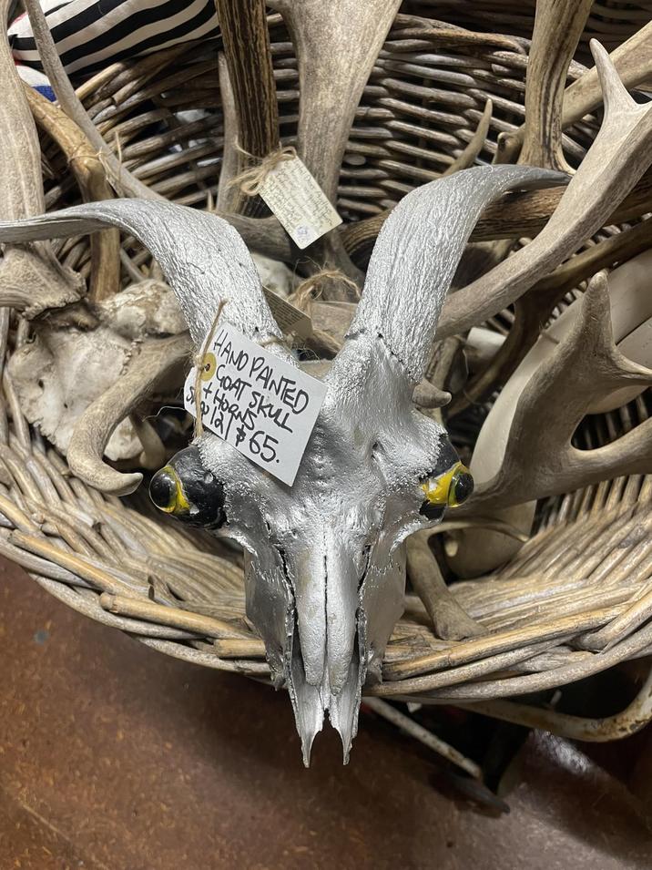 Artal Does th HAND PAINTED GOAT SKULL HORNS 1265.