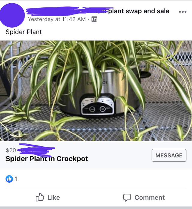 Yesterday at 11:42 AM Spider Plant $20 Spider Plant in Crockpot 11 C or plant swap and sale MESSAGE Like Comment