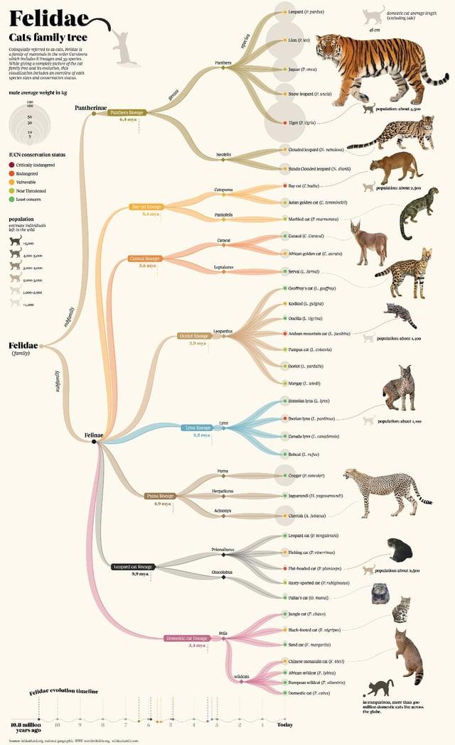 Felidae Cats family tree Colloquially referred to as cats, Pi of in the which fadesinage and a species While going a complete picture of the cat family free and its rolurion, this viation includes an overview of each species sizes and con male average weight in kg IUCN conservation status Critically Endangered Venerable Near Theate population left in the wild Felidae (family) Pantherinae Panthera tineage Y Panthers N Leopard (and) domestic cat ang length (c) (P) Snow leopard (uncia) ●Tiger (Liria) Clouded leopant (V. n) Sunda Clouded leopard (Nord) Baycat (Cali) Catoma her cat lineage 5.4 Pando Caracal Asian golden eat (C. tem Martled of (rear) C(CC) African golden cat (Cut) Let Serval (Sena) Geoffroy's or (gray) population about s Leopard Anden mountain () Ourke line population about 1,400 -Pumpus cat (2. colocuta) Margy (wind) Therian lynx ( panti) population about Lynx L Felinae дани Canate lys ( conat Felidae evolution timeline 10.33 million years ago 10 Bob (1) Pema Cougar (color) Нетра Page gurundi (11. yeg Acinony Cheran (A) -Leopard (en) Prionailur Plbing cat (7) Leopard cat lineage -Pt-headed of plen) Crocoloba Domestic cat sce Rustysported (big) Mack-food at nig Sand (F. Mergerit) chinese mountain case) African wilde (F) Bumpon willed (7) Domestic cat (c) Today in comparison, more than p the globe.