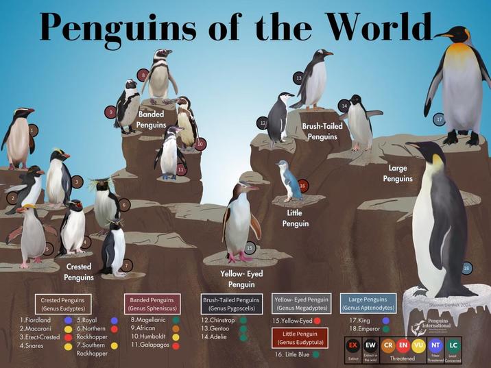 Penguins of the World Banded Penguins Brush-Tailed Penguins Little Penguin Large Penguins Crested Penguins Crested Penguins (Genus Eudyptes) 5.Royal 6.Northern Banded Penguins (Genus Spheniscus) 8.Magellanic 9.African 1.Fiordland 2.Macaroni 3.Erect-Crested Rockhopper 4.Snares 7.Southern 10.Humboldt 11.Galapagos Rockhopper Yellow-Eyed Penguin Brush-Tailed Penguins (Genus Pygoscelis) 12.Chinstrap 13.Gentoo 14.Adelie Yellow-Eyed Penguin (Genus Megadyptes) Large Penguins (Genus Aptenodytes) 15.Yellow-Eyed 17.King 18.Emperor Derthick 2024 Penguins International Little Penguin (Genus Eudyptula) EX EW CR EN VU NT LC 16. Little Blue Extinct Extinct in the wild Threatened Near Least Threatened Concerned