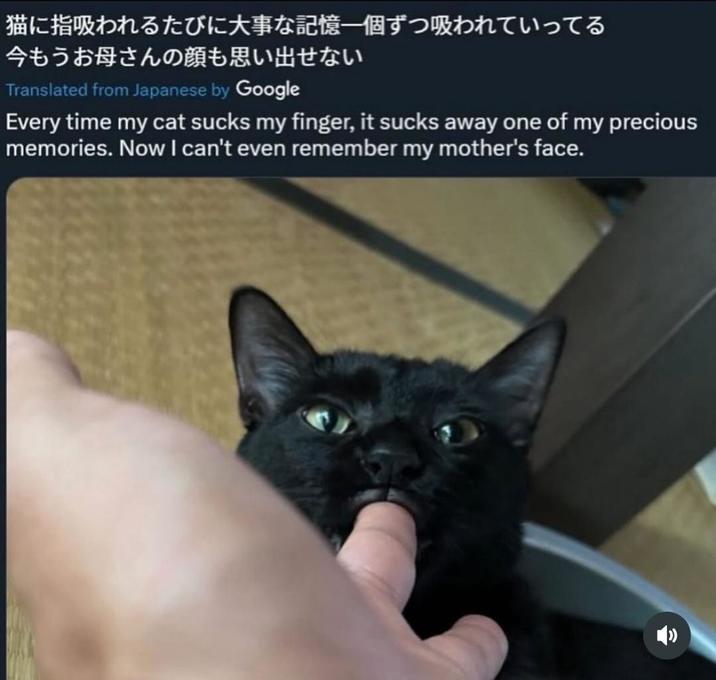 猫に指吸われるたびに大事な記憶一個ずつ吸われていってる 今もうお母さんの顔も思い出せない Translated from Japanese by Google Every time my cat sucks my finger, it sucks away one of my precious memories. Now I can't even remember my mother's face.