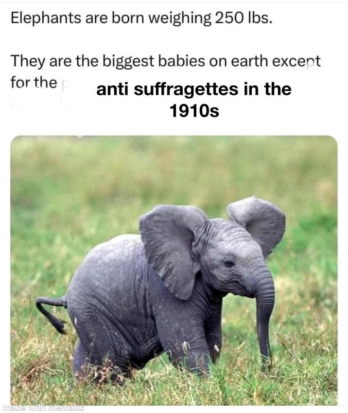 Elephants are born weighing 250 lbs. They are the biggest babies on earth except for the anti suffragettes in the 1910s made with mematic